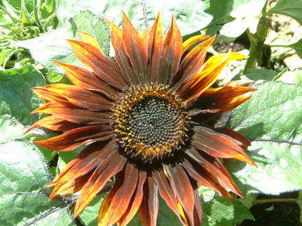 sunflower... autumn beauty i think!!