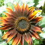 Dscf0010