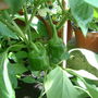 Dscf0019