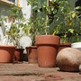 Growing tomatoes for the first time