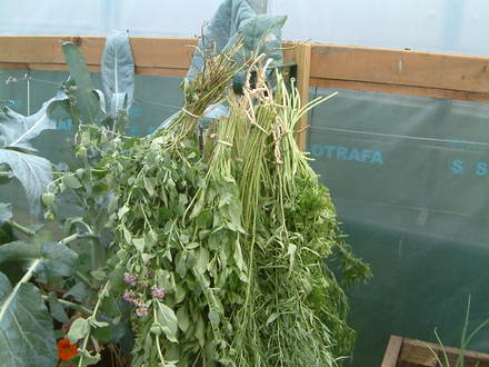 harvesting herbs
