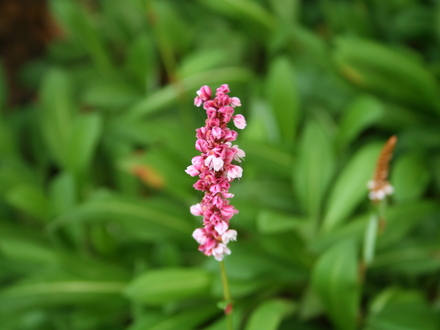 A garden flower photo