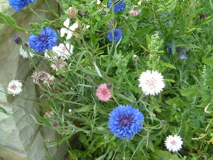 cornflowers