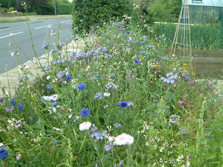 wild borders haha!!