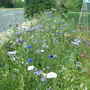 Dscf0029
