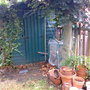 Old shed - tarantula heaven