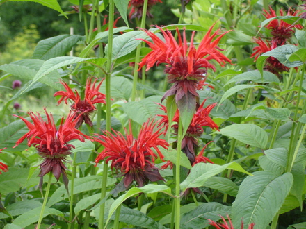 A garden flower photo (Monarda didyma)