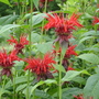 Bee_balm2