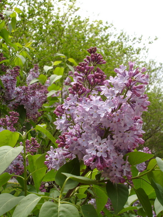 A garden flower photo (Syringa vulgaris)