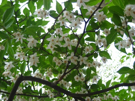 Japanese sonwbell (egonoki) 2