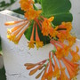 honey suckle Dropmore Scarlet (lonicera)