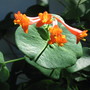 honey suckle Dropmore Scarlet (lonicera)