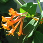 honey suckle Dropmore Scarlet (lonicera)