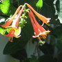 honey suckle Dropmore Scarlet (lonicera)