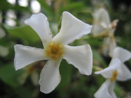 Trachelospermum asiaticum (Teikakazura)
