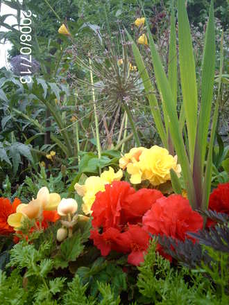 Begonias and Allium schubertii (Begonia)