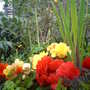 Begonias and Allium schubertii (Begonia)