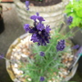 Lavender Hidcote