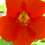 Inside a Nasturtium