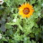 Jaffa Ice (Venidium fastuosum)