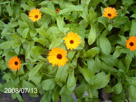 Pot Marigolds (Calendula officinalis (English marigold))