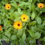 Pot_marigold