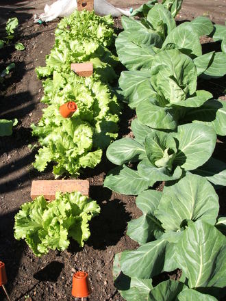 Lettuce & Cabbages