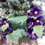 Black Hollyhock
