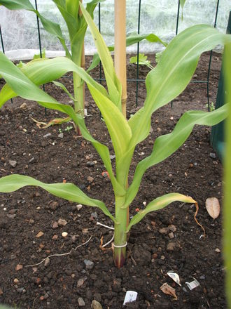 Sweetcorn
