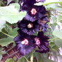 Black Hollyhock