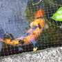 Koi carp