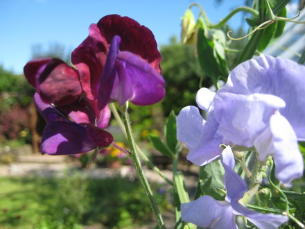 Sweet Pea
