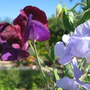 Sweet Pea