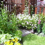 A garden flower photo