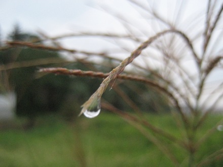 Japanese pampas grass