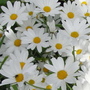 Daisy's seem to have an ageless charm!