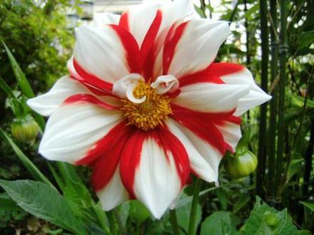 Dahlia Fire and Ice (dahlia fire and ice)