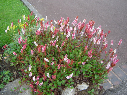 Polygonum