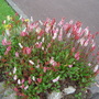 Grow_on_you_questions_001