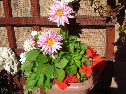 Dahlia