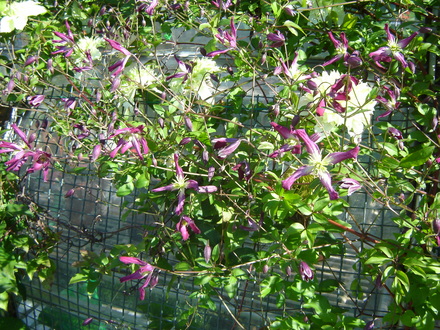 Clematis