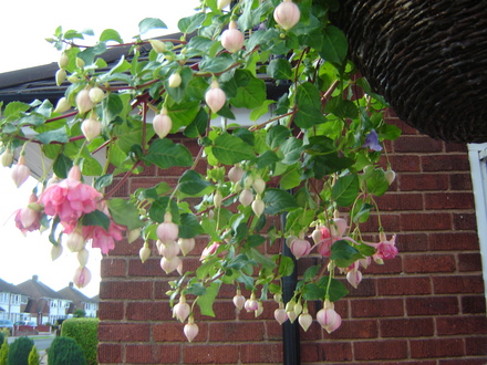 Fuchsia