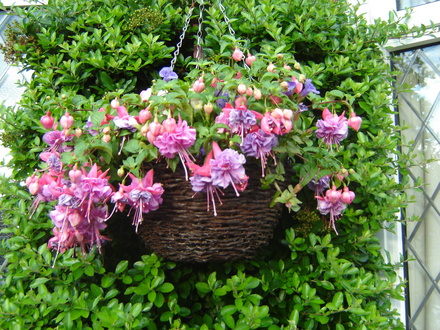 Fuchsia
