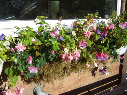 Window Box