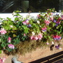 Grow_on_you_questions_011