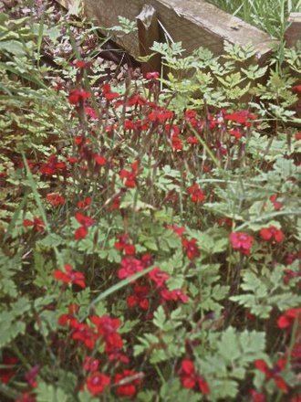 Beautiful carpeter, taken 13th July 2008 (Dianthus deltoides Red)