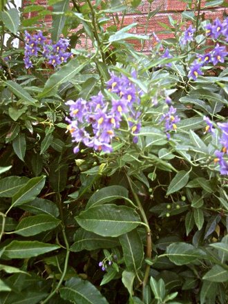 Solanum taken 13th July 2008 (Solanum crispum glasnevin (Chilean potato tree))