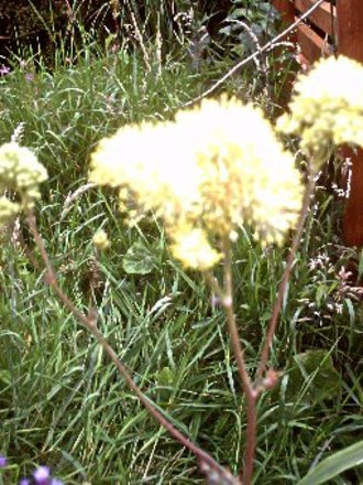 Common meadow rue, taken 13th July 2008 (Thalictrum flavum glaucum)