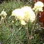 Thalictrum flavum glaucum