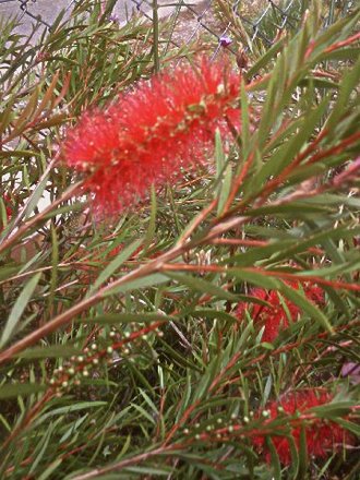 Callistemon (Bottle Brush) July 13th 2008 (Callistemon citrinus (Bottle brush))